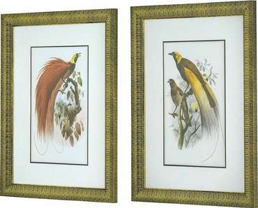 Набор из двух принтов Птицы 60x80 в раме золотого цвета