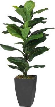 Растение декоративное Фикус зеленого цвета