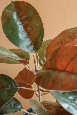 Набор из двух декоративных растений Алоказия темно-зеленого цвета