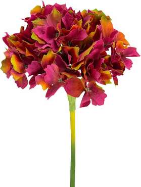 Растение декоративное Гортензия красно-розового цвета
