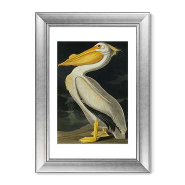 Картина Американский белый пеликан 1825 г.