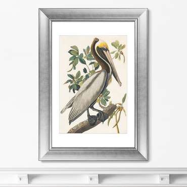 Картина Американский бурый пеликан 1830 г. 