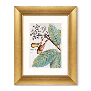 Набор из двух репродукций картин Exotic plants of the world №5 1815 г. 