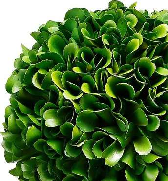 Декоративное растение Самшит двухярусный бело-зеленого цвета