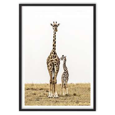 Постер в рамке Жирафы 21х30 см