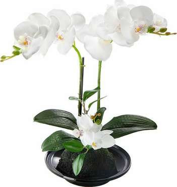 Декоративное растение Орхидея белого цвета