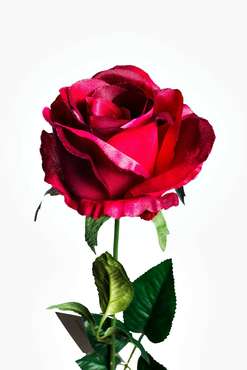 Роза бордового цвета