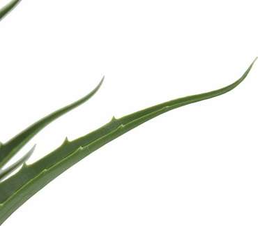 Растение декоративное Алоэ зеленого цвет
