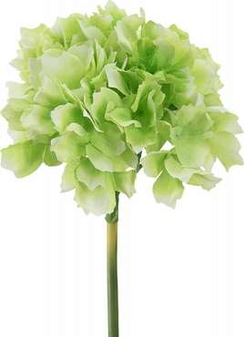 Растение декоративное Гортензия светло-зеленого цвета