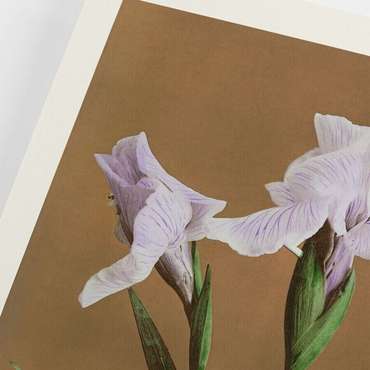 Плакат «Iris Battle Holiday» от Kazumasa