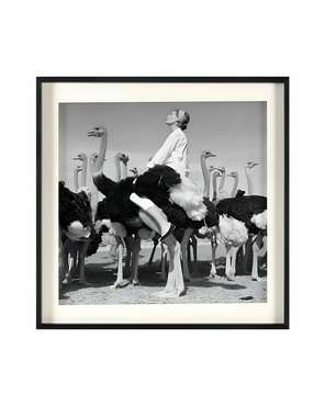 Постер Wenda Ostriches 90х90 серого цвета
