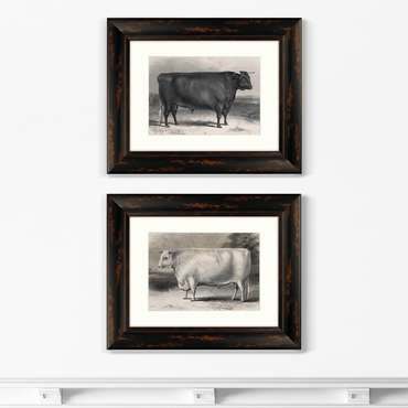 Набор из двух картин A Devon bull 1849 г.