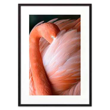 Постер в рамке Фламинго 2 21х30 см