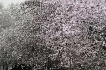 Постер Apple Blossom Lane