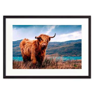 Постер в рамке Шотландский бык 2 21х30 см