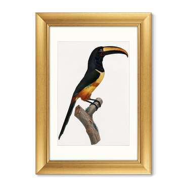 Набор из двух репродукций картин Beautiful toucans №1 1806 г.