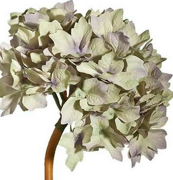 Растение декоративное Гортензия бело-серого цвета