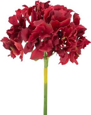 Растение декоративное Гортензия красного цвета