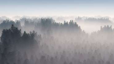 Фотообои  Густой туман в серых тонах
