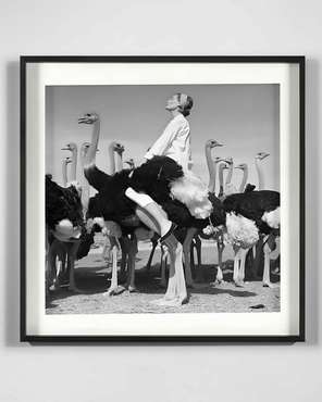 Постер Wenda Ostriches 90х90 серого цвета