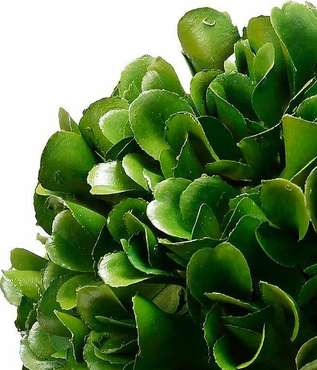 Декоративное растение Самшит М бело-зеленого цвета