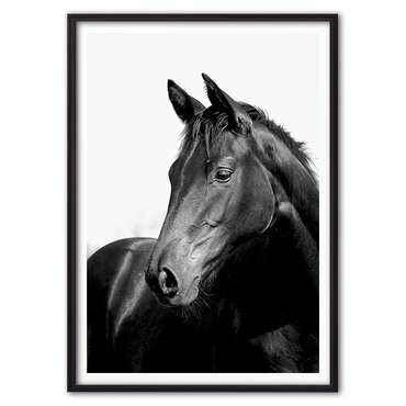 Постер в рамке Черная лошадь 1 21х30 см