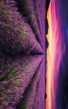 Коврик Rubber lavender 50x80 фиолетового цвета