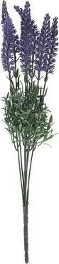 Декоративное растение Лаванда фиолетово-зеленого цвета
