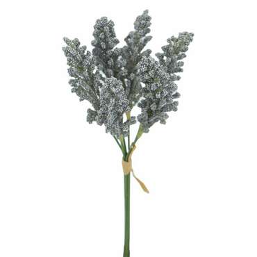 Декоративное растение Лаванда бело-серого цвета