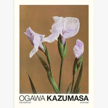 Плакат «Iris Battle Holiday» от Kazumasa