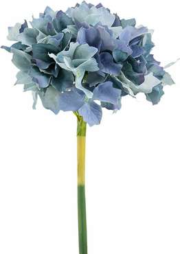 Растение декоративное Гортензия голубого цвета