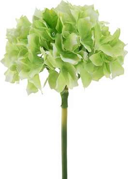 Растение декоративное Гортензия светло-зеленого цвета