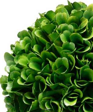 Декоративное растение Самшит бело-зеленого цвета