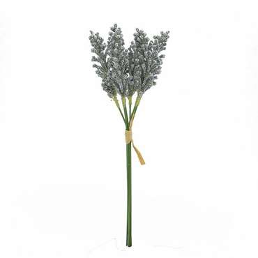 Декоративное растение Лаванда бело-серого цвета