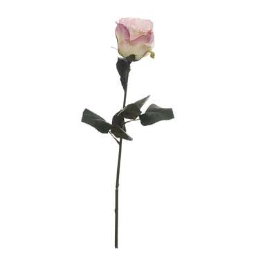 Нежно-розовая роза 