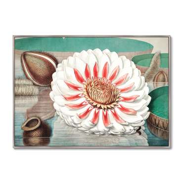 Репродукция картины A gigantic water lily in bloom 1870 г.