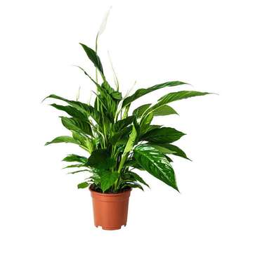Горшки-подставки для Іветов Plant, одностворчатые, 17 см