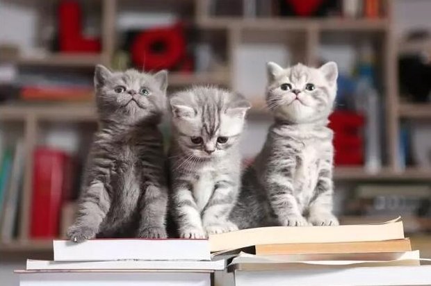 Фотография:  в стиле  – фото на INMYROOM