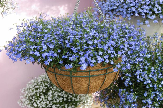 Pinterest