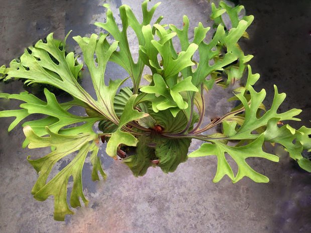 Фотография:  в стиле , Декор интерьера, Декор, Прочее, Советы, Зимний сад, растения в интерьере, цветы для малогабаритки, декор интерьера цветами, растения в горшках в интерьере – фото на INMYROOM