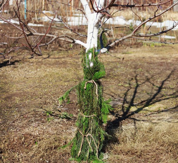 Фотография:  в стиле , Ландшафт, Советы – фото на INMYROOM