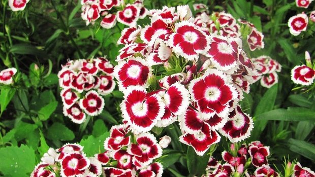 Фотография:  в стиле , Дом и дача, Технониколь, planter, растения для дачи, дачные цветы, неприхотливые растения – фото на INMYROOM