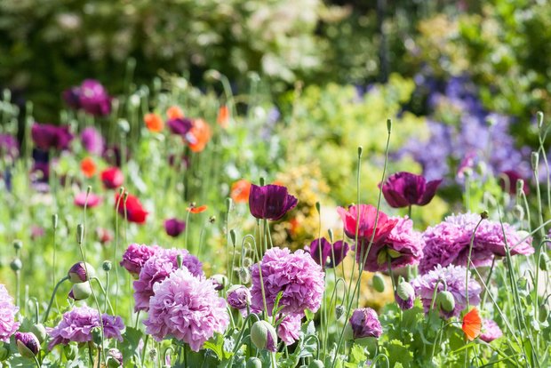 Фотография:  в стиле , Ландшафт, Советы, Дом и дача – фото на INMYROOM