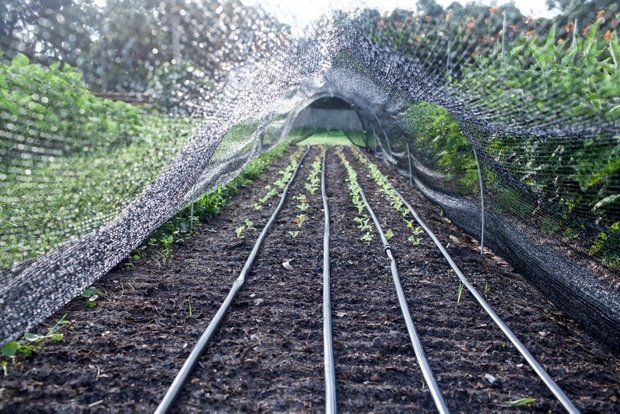 Фотограф: Эмили Холл