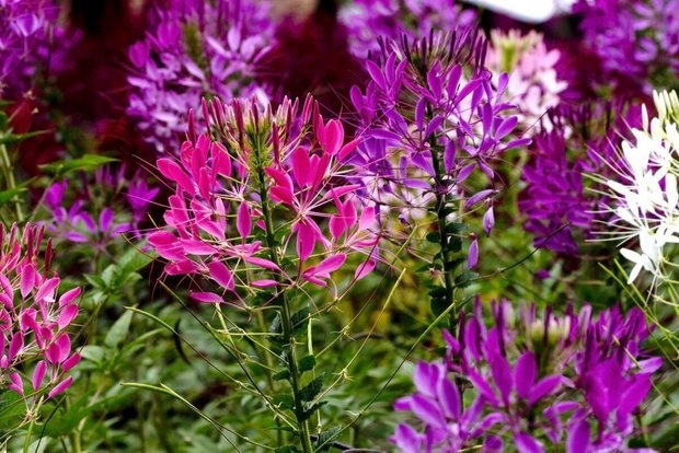 Pinterest