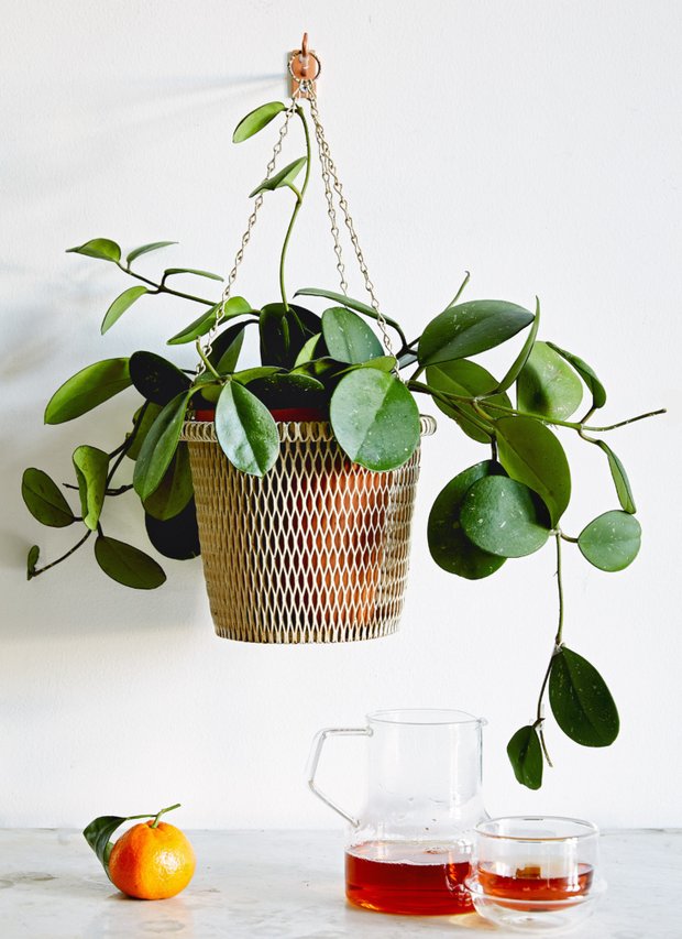 Фото из книги Бэйлора Чапмана «Decorating with plants»