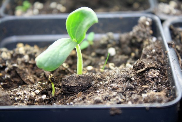 Фотография: Прочее в стиле , Флористика, Стиль жизни, Дача – фото на INMYROOM