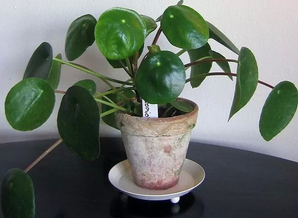 Фотография:  в стиле , Декор интерьера, Декор, Прочее, Советы, Зимний сад, растения в интерьере, цветы для малогабаритки, декор интерьера цветами, растения в горшках в интерьере – фото на INMYROOM