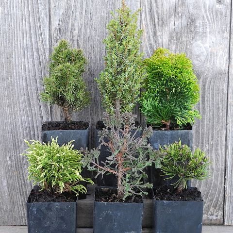 Фотография:  в стиле , Ландшафт, Флористика, Советы – фото на INMYROOM