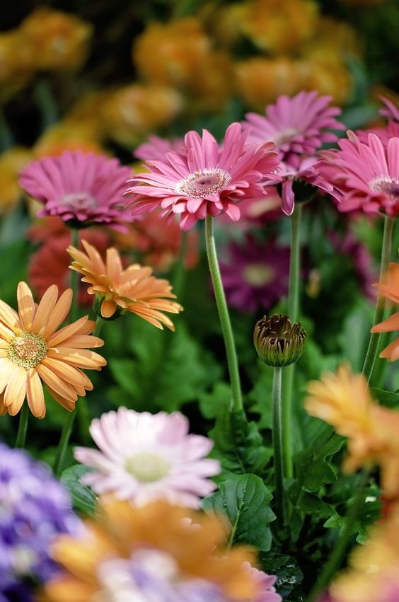 Фотография: Гостиная в стиле Эклектика, Ландшафт, Флористика, Советы – фото на INMYROOM